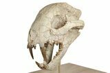 False Saber-Toothed Cat (Dinictis) Skull - South Dakota #236996-5
